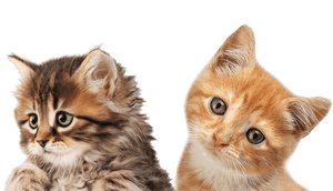 Cute Cat Png, Transparent Png PNG image with transparent background