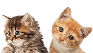 Adorable_ Tabby_ Kittens_ Portrait PNG Image