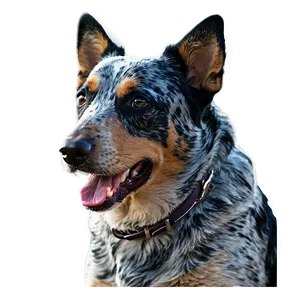 Adult Blue Heeler Portrait Png Fil93 PNG Image