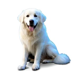 Adult Great Pyrenees Png 47 PNG Image