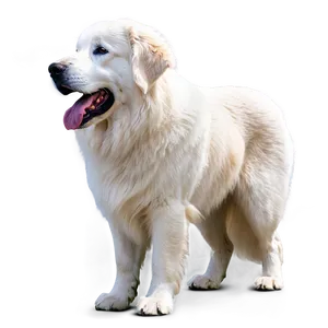 Adult Great Pyrenees Png Ffx20 PNG Image