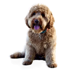 Adult Labradoodle Dog Png Cmy PNG Image