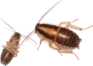 Adultand Nymph Cockroach PNG
