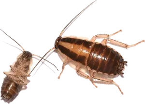 Adultand Nymph Cockroach PNG Image