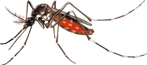 Mosquito Png Background Image - Transparent Background Mosquito Png, Png Download PNG image with transparent background