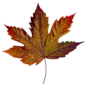 Aesthetic Autumn Leaves PNG 06112024 PNG image with transparent background