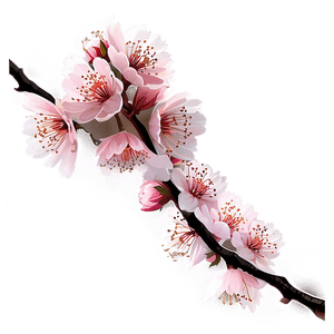 Aesthetic Cherry Blossom Branch PNG ukw PNG image with transparent background