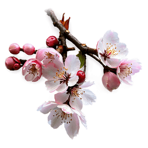 Aesthetic Cherry Blossom Branch PNG yvj15 PNG image with transparent background