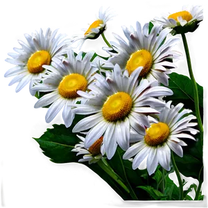 Aesthetic Daisy Flowers Png Alt22 PNG Image