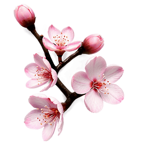 Aesthetic Pink Sakura Flowers PNG flc14 PNG image with transparent background