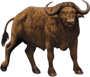 African Buffalo Free Desktop Background - African Buffalo White Background, HD Png Download PNG image with transparent background
