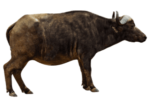 African Buffalo Png Pics - Cape Buffalo Side View, Transparent Png PNG image with transparent background