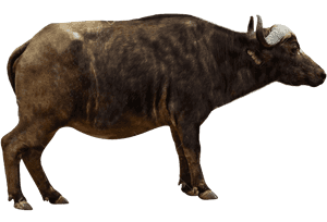 African Buffalo Side View, HD Png Download PNG image with transparent background