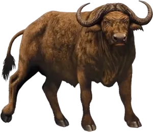 African Buffalo Standing Transparent Background PNG Image