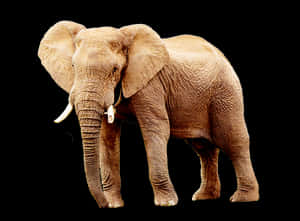 African Elephant Black Background PNG image with transparent background