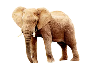 African Elephant Black Background PNG Image