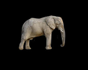 African Elephant Black Background PNG image with transparent background