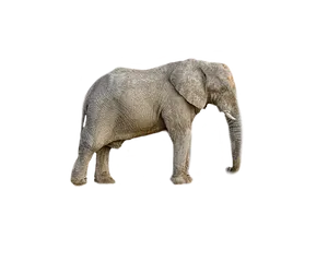 African Elephant Black Background PNG Image