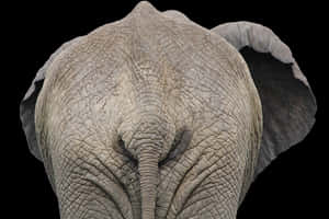 African Elephant Portrait Black Background PNG image with transparent background