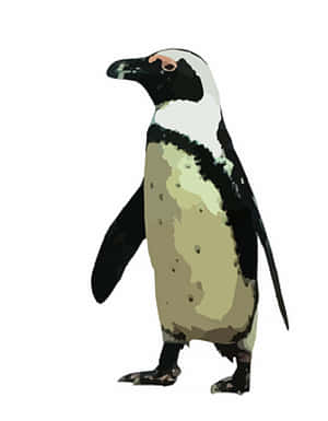 African Penguin Illustration PNG with transparent background