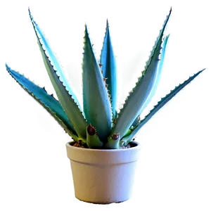 Agave In Pot Png 7 PNG Image