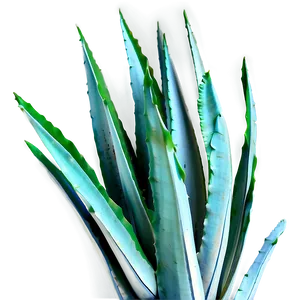 Agave Leaves Png 61 PNG Image