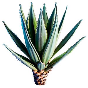 Agave Plant B PNG Image