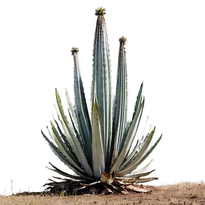 Agave Plantation View Png 06282024 PNG Image