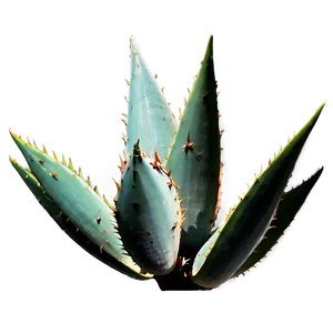 Agave Silhouette Png 66 PNG Image