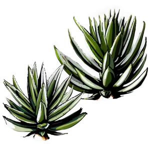 Agave Tequilana Plant Png 87 PNG Image