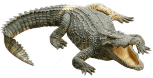 Png Of Crocodile - Png Crocodile, Transparent Png PNG image with transparent background