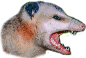 Aggressive Possum Open Mouth PNG Image