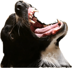 #zhukov #bordercollie #dog #angry #annoying - Cat Yawns, HD Png Download PNG image with transparent background