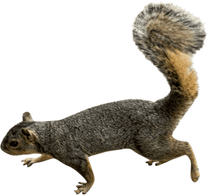 Agile Squirrelin Motion PNG image with transparent background