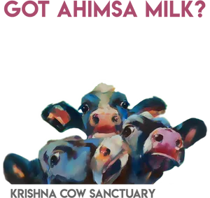 Ahimsa Milk Campaign Cows PNG Image