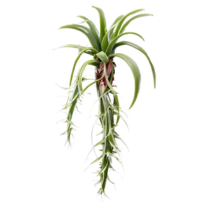 Air Plant Clipart Png 95 PNG Image