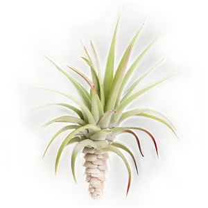 Air Plant Clipart Png Dor PNG Image