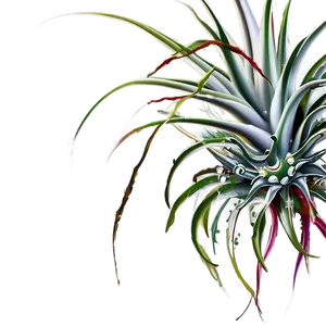 Air Plant Clipart Png Kgs PNG Image