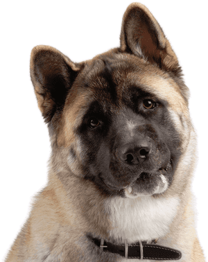 Akita Americano Png, Transparent Png PNG