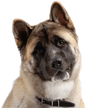 Akita Inu Portrait PNG Image