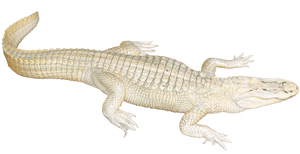 White Png Transparent Image - White Image Of Crocodile Clipart, Png Download PNG image with transparent background