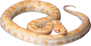 Albino Python Elegant Pose PNG Image