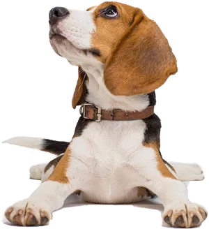 Alert Beagle Pose PNG Image