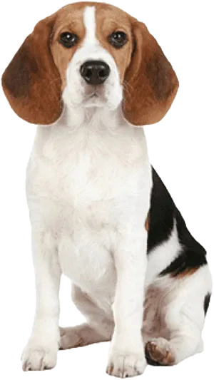 Alert Beagle Pose PNG Image