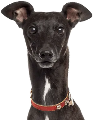 Alert Black Greyhound Portrait PNG Image