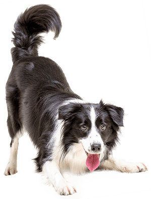 Kisspng Border Collie Puppy Cat Pet Veterinarian Dogs - Dog Png, Transparent Png PNG image with transparent background