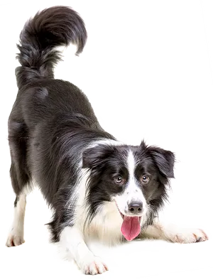 Alert Border Collie Dog PNG Image