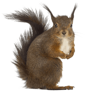 Alert Brown Squirrel PNG image with transparent background