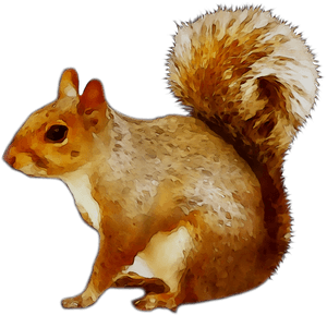 Alert Brown Squirrel Illustration.png PNG image with transparent background