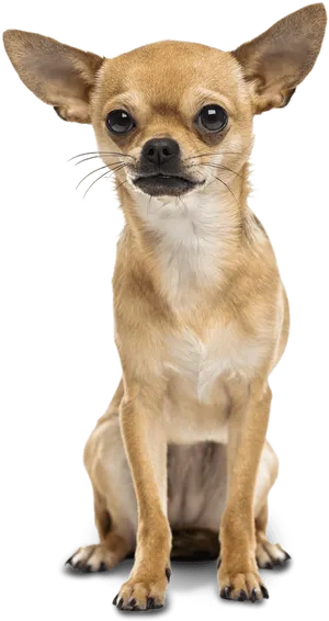 Alert Chihuahua Sitting Transparent Background.png PNG Image